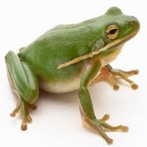 393_frog-scale